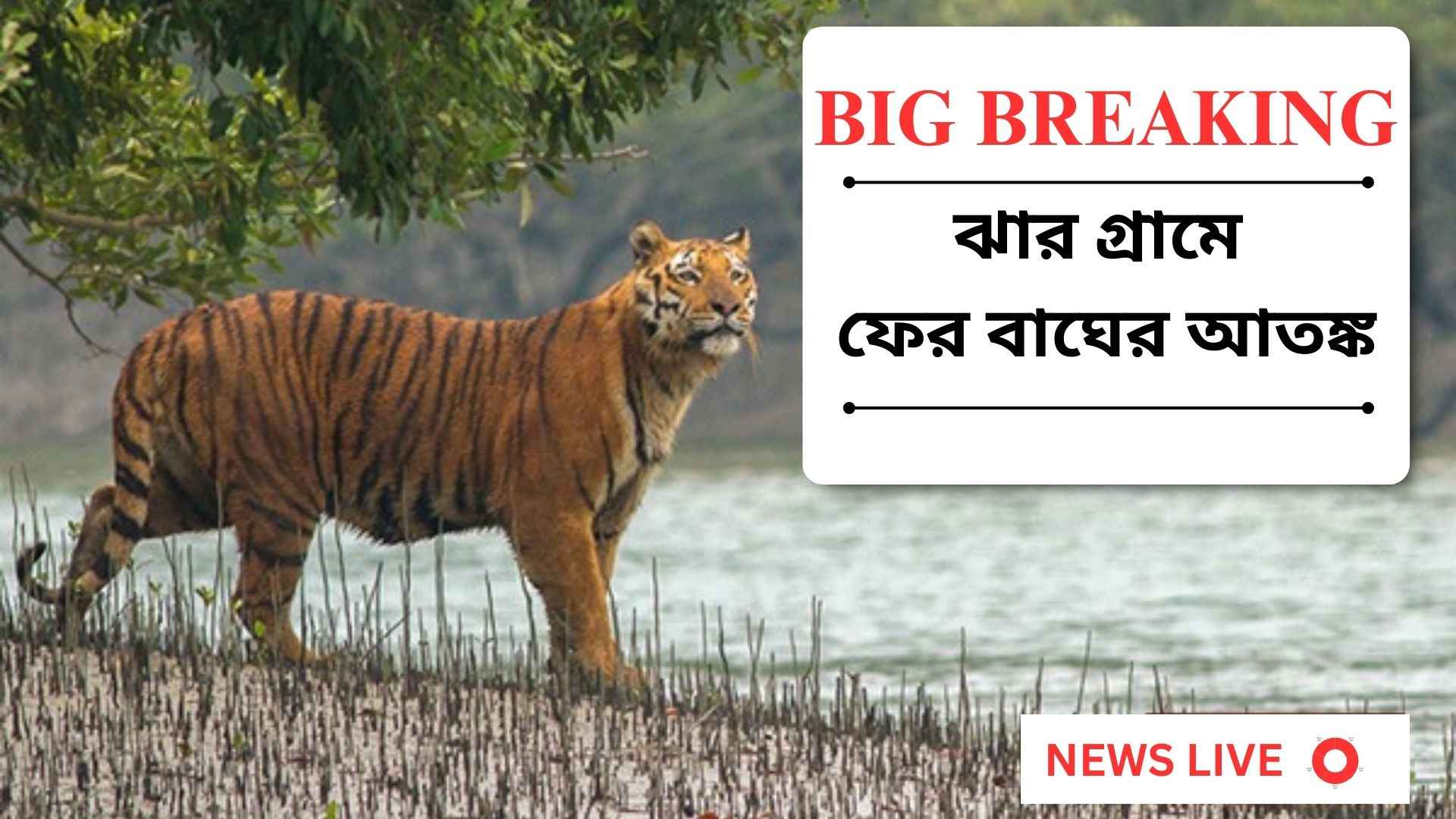 ঝার গ্রামে ফের বাঘের আতঙ্ক